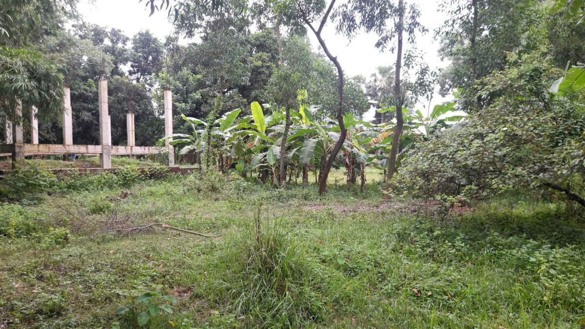 Bush Clearing, Grubbing and Levelling: What's Actually Included in Site Clearance